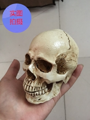 头骨模型美术