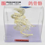 j43109鸽骨骼标本，生物标本j4144生物鸽子，骨架模型教学仪器