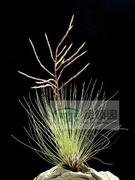展示 空气凤梨--Tillandsia filifolia 绿毛毛