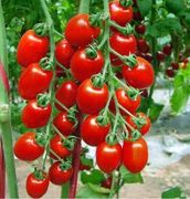红圣女果番茄种子/小番茄水果家庭阳台种植蔬菜水果种子 盆栽植物
