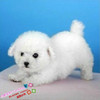 出售韩国微小白色泰迪幼犬活体宠物狗泰迪宝宝迷你泰迪犬小型犬e