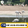 广州长隆飞鸟乐园门票，+广州长隆野生动物世界，动物园门票2天2园票