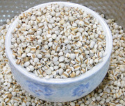 贵州小薏米仁金沙薏米，无硫熏白500g无工业污染