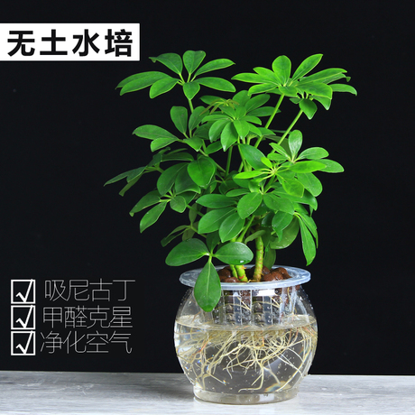 鹅掌柴