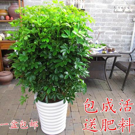 鹅掌柴