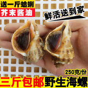海螺鲜活新鲜小海螺野生大海螺捕海螺肉海鲜水产贝类 3斤