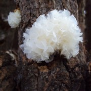 古田特级椴木野生银耳，天然雪耳无磺包糯胜通江胶质浓厚白木耳