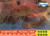 成都 非洲红宝石鱼 三湖慈鲷 热带活体鱼 观赏鱼 省内可运