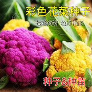 花椰菜种子苗宝塔菜秋后紫色花菜菜花西兰花种子种籽西蓝花孑籽种