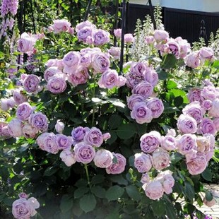 蓝色风暴   欧月月季花苗 灌木丰花月季品种四季玫瑰庭院阳台