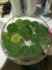 简约透明玻璃器皿水仙水培盆铜钱草碗莲水培花盆水培植物花瓶鱼缸