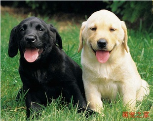 拉布拉多幼犬纯种活体 大型犬中型犬金毛阿拉斯加萨摩耶宠物狗狗
