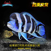 台湾进口六间鱼布隆迪三湖慈鲷坦鲷布隆迪六间鱼热带鱼观赏鱼
