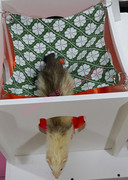 原创  宠物貂海洋球池安格鲁宠物雪貂攀爬踏板吊床 小窝 送海洋球
