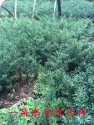 东北红豆杉籽播苗10cm-1米树苗耐寒室内盆栽庭院植物绿植