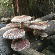 河源特产 和平农家自产原生态野生香菇蘑菇干货 原木椴木打孔冬菇