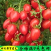樱桃番茄红圣女果种子台湾俏美人盆栽农家蔬菜种孑圣女果种籽四季