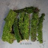 青苔藓木段草缸热带雨林水陆缸造景木随机粗2~5cm长30cm左右