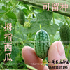 迷你拇指西瓜种子水果微型小黄瓜种籽阳台盆栽蔬菜春夏秋四季种孑