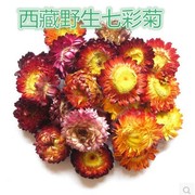 正宗西藏新货七彩菊，七彩藏菊花茶，散装非花草茶农产品500g