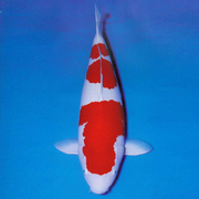 纯种日本进口红白锦鲤活体金鱼冷水鱼淡水鱼大型观赏鱼
