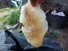 东北野生蜂蜜农家自产百花，椴树蜜液体结晶，山沟蜂蜜500克