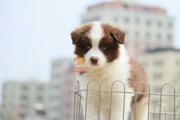 边牧纯血犬 双血统边境牧羊犬罕有大骨架宽头版咖啡幼犬  带芯片