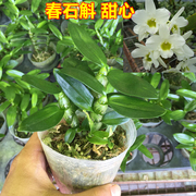 石斛兰盆栽铁皮石斛，春石斛苗甜心办公室桌面，阳台花卉绿植盆栽