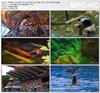 中国香港海洋公园游乐场 熊猫金鱼水母 海豚馆 视频素材