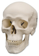 人头骨模型 头骨模型 骷髅模型 骷髅头模型 医用头骨模型