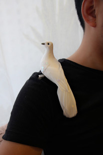 百鸟集手工仿真大和，平白鸽子结婚拍摄道具羽毛发饰小鸟肩章胸针