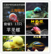 斑马螺洋葱螺黄金螺苹果螺，神秘螺杀手，螺工具螺除藻螺观赏螺