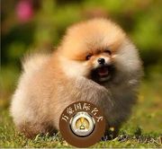 北京狗场出售茶杯球体博美幼犬，奶油白色茶杯宠物狗活体外地包运