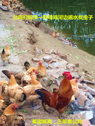 夏天正常发正宗散养鸡王土鸡(王土鸡)草鸡，老公鸡山地鸡两年年老公鸡价169