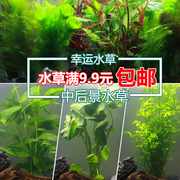 水族造景鱼缸装饰真水草套餐，活体绿菊水竹，宫廷淡水植物中后景水草