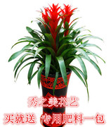 鸿运当头盆栽水培花卉整套红星凤梨绿植水养植物室内净化空气精品