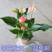 粉掌红掌白掌室内客厅桌面绿植盆栽净化空气四季花卉带花