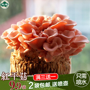 红平菇菌包食用菌菌种蘑菇菌包红蘑菇食用蘑菇多肉植物阳台菜种子