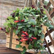口红吊兰盆栽室内阳台客厅，垂吊绿植花卉，开花植物2盆