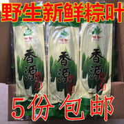 鲜粽叶新鲜包粽子叶箬芦苇叶真空现摘发5包250片