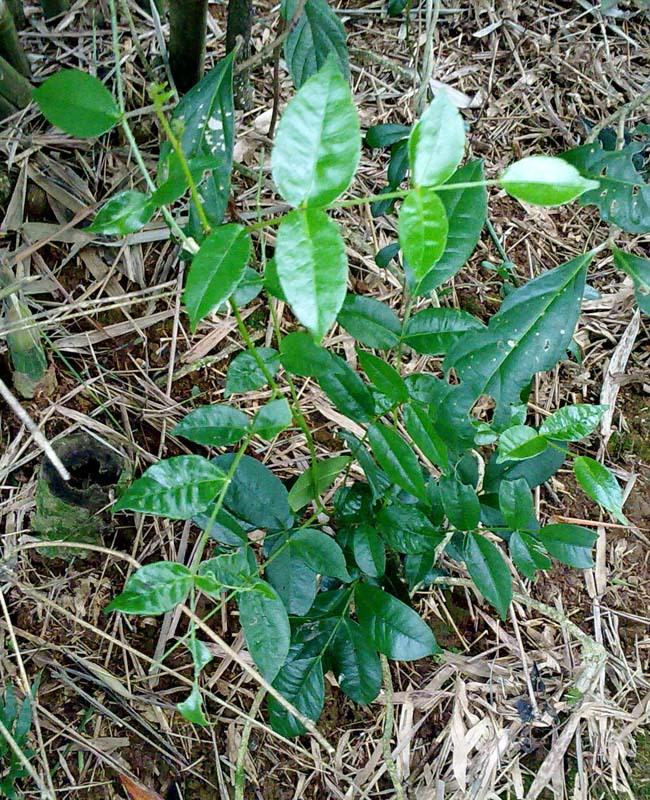 两面针(二面针、入地金牛、红心刺刁根、红倒