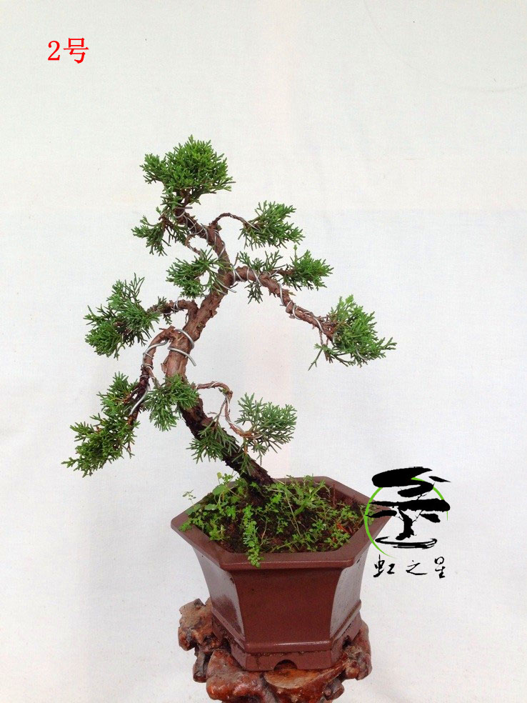 真柏,针柏,纪州真柏,盆景盆栽,四季常青,实物销