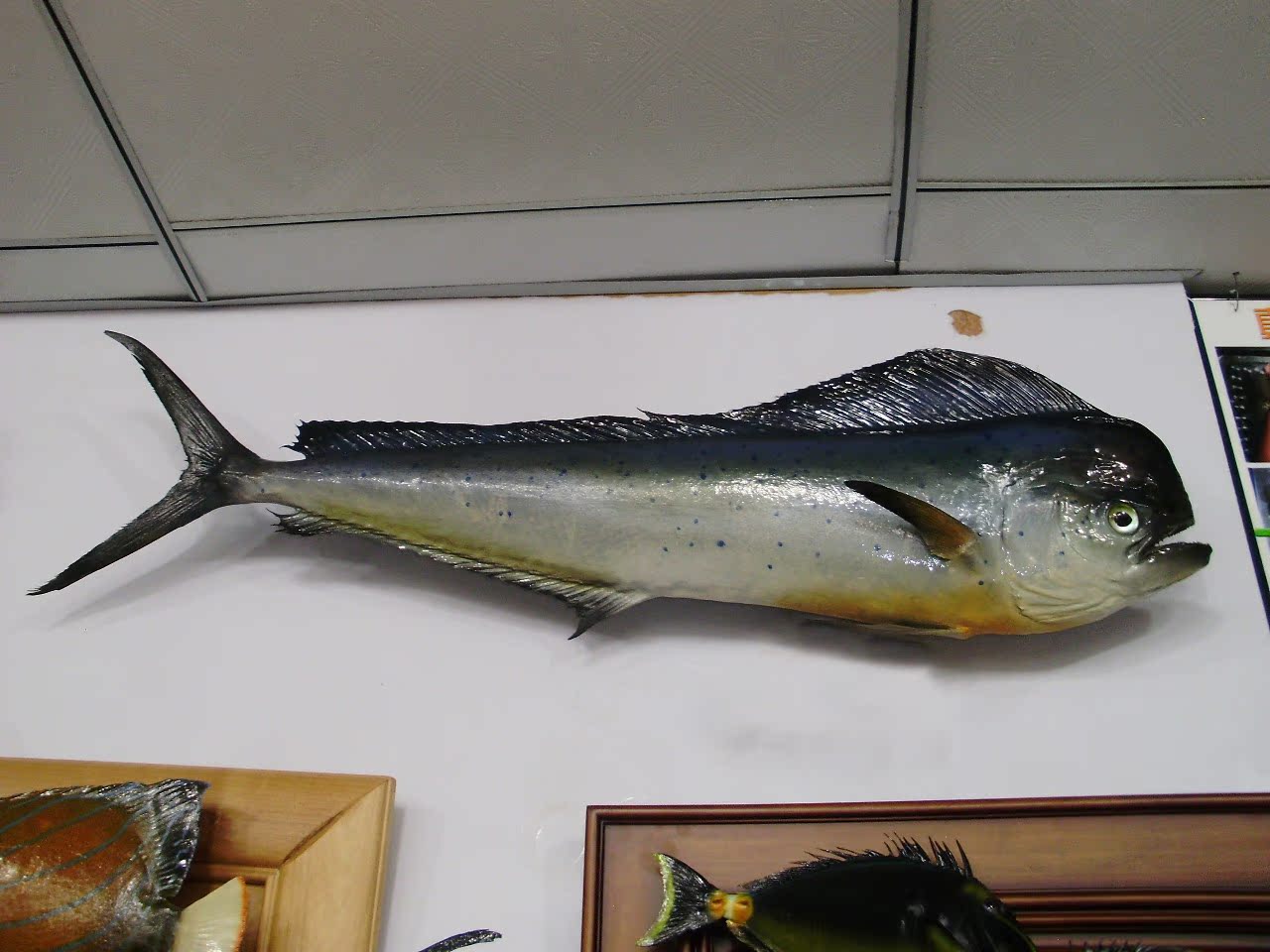 鲯鳅鱼标本 动物标本 标本装饰 别墅酒店装饰 博物馆收藏|一淘网优惠购|购就省钱