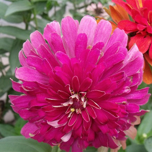 花仙子花卉绿植小盆栽室内阳台鲜花蔬果种子粉