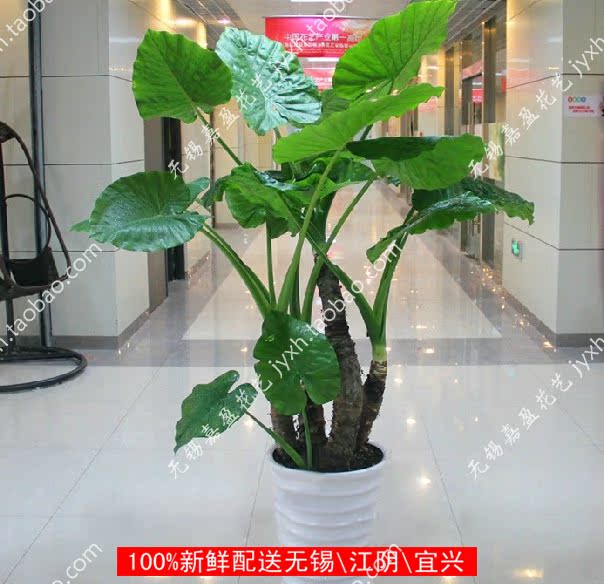 吸甲醛最好植物新家装修必备绿植盆栽大植物滴