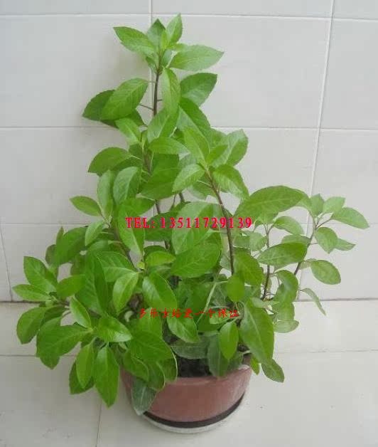 淘宝网降糖草:真实分享性价比最好的降糖草