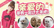 http://www.taobao.com/go/act/shopping/petdog.php?ad_id=&am_id=&cm_id=1400213736b16feef199&pm_id=